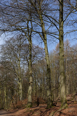 Laubwald im Winter, Naturschutzgebiet Hülser Berg, Krefeld, NRW, Deutschland