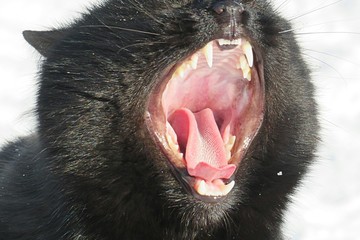 Beautiful yawning black cat on white snow background, closeup - Powered by Adobe