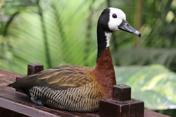 White Faced Whistling Duck