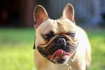 Fototapeta premium Cheeky French Bulldog in garden with tongue out