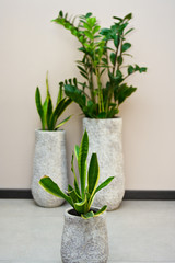 Elegant pot plants in clay pots home decoration.
