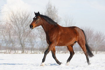 Obraz na płótnie Canvas Braunes Pferd galoppiert im Schnee