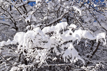 A thick layer of snow covered the trees and bushes in the parks of Moscow. Russia, Moscow, February 2019.