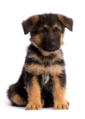 shepherd puppy isolated