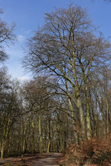 Obraz premium Laubwald im Winter, Naturschutzgebiet Hülser Berg, Krefeld, NRW, Deutschland
