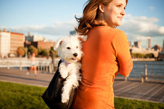 Woman Carrying Her Dog In Purse 