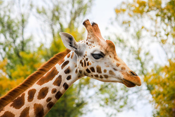 giraffe profile