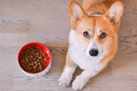 red welsh corgi pembroke dog next to the dog bowl full of dog dry food, kibble formula, looking hungry and like begging for food