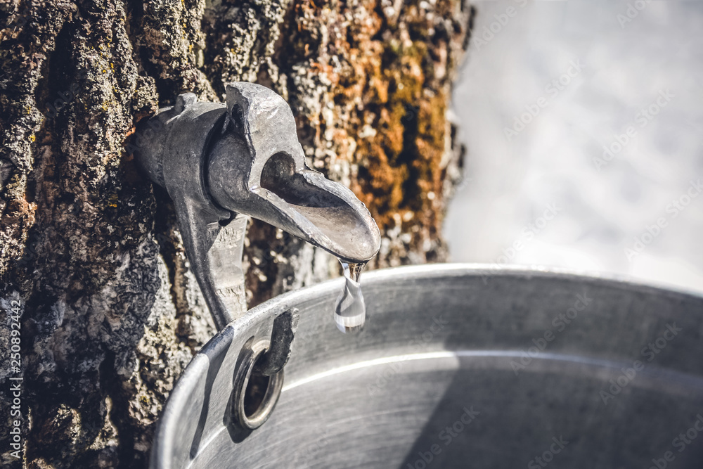 Wall mural collecting sap from a tree to produce maple syrup