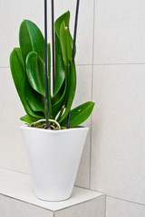 Bathroom decoration pot plant