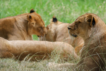 lioness and pride