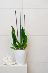 Bathroom decoration pot plant