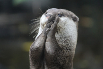 Otter playing