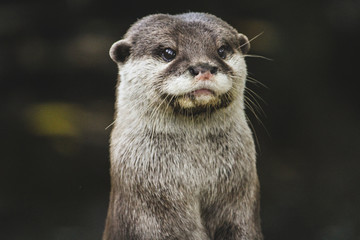 Otter Alert