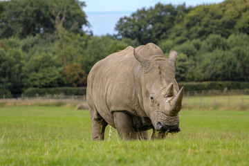 Large Rhino in Grass