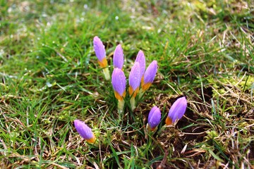Krokusse nach dem Regen