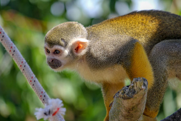 Squirrel Monkey Playing