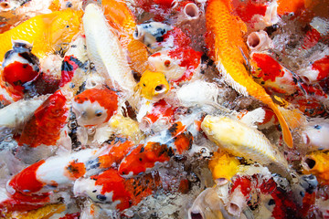 Koi fish with shiny water reflection Many are fiercely competing for food.