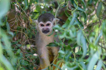 Squirrel Monkey Waiting