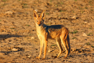 The black-backed jackal (Canis mesomelas) in beautiful evening light during sunset in desert