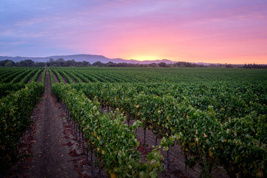 Sunrise over a Pinot Noir Vineyard