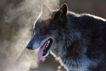The northwestern wolf (Canis lupus occidentalis) standing on the road. The wolf (Canis lupus), also known as the grey/gray or timber wolf.Portrait of the wolf with steam at the mouth.