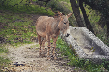 Spectacular portrait of a somali wild ass. Animal
