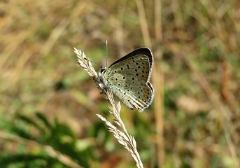 Beautiful polyommatus butterfly on spikelet in the meadow, closeup 