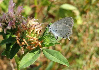 Polyommatus butterfly on clover flower in the meadow, closeup