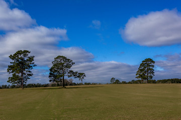 Grassy Field Natural Landscape Blue Sky Scattered Trees Farmland Clouds Daytime