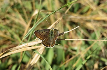 Obraz premium Beautiful polyommatus butterfly on grass background in the meadow, closeup
