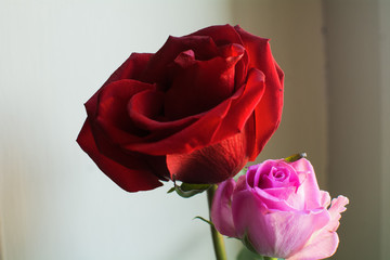 Due rose fiorite, una rossa e una rosa, su fondo chiaro. Simbolo di dolcezza e romanticismo