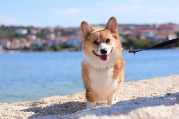 Happy welsh corgi pembroke dog on a stone beach in Croatia enjoying the good weather