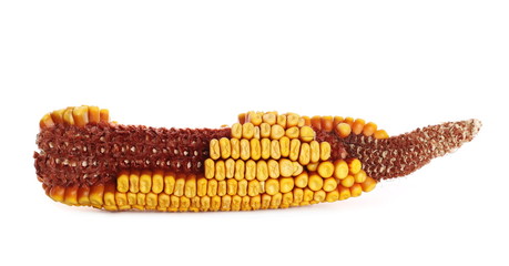 Corn cob isolated on white background (this is natural hybrid)