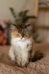 Pretty sad cat sits on a blanket