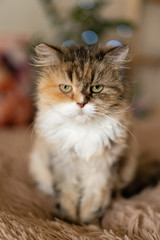 Pretty sad cat sits on a blanket