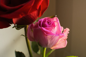 Un rosa rosa in boccio