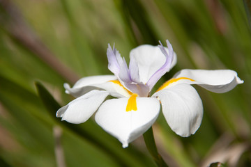 Iris flower close-up on a blurred green background
