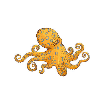 Vector yellow octopus sketch marine animal icon