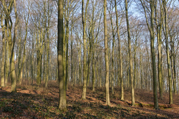 Naklejka premium Laubwald im Winter, Naturschutzgebiet Hülser Berg, Krefeld, NRW, Deutschland