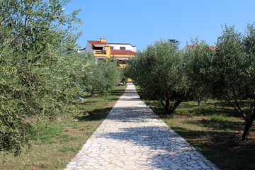 Long traditional stone path leading to large Mediterranean villa surrounded with dense olive trees and grass with clear blue sky in background