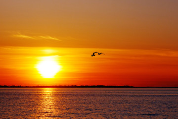 Fototapeta na wymiar Silhouettes of two seagulls flying together with the beautiful sunset in background.