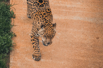 Naklejka na ściany i meble Nice portrait of a jaguar. Animal