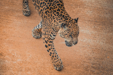  Nice portrait of a jaguar. Animal