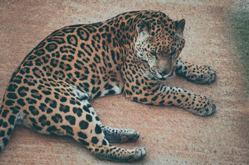 Fototapeta na wymiar Nice portrait of a jaguar. Animal
