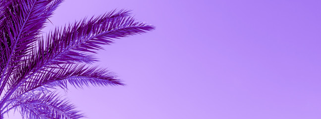 Fototapeta na wymiar Branches of palm tree toned in proton purple color