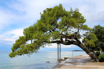 Massive old tree leaning over traditional stone tiles sidewalk next to sea supported with metal frame surrounded with trees and other plants on cloudy blue sky background