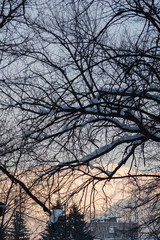 Tree branches against sky