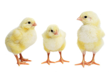 Newborn three little easter chicks isolated on white background
