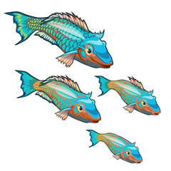 The growth stage of fancy fish with colorful scales isolated on a white background. Cartoon vector close-up illustration.